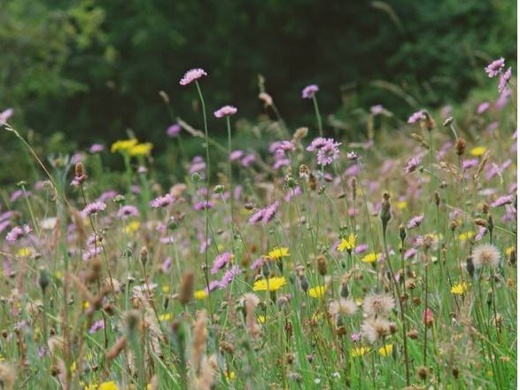 image of a Chalk meadow with wildflowers 