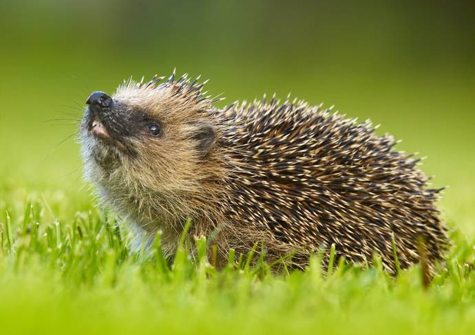 image of Hedgehog