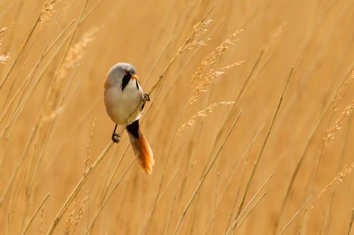 image of a breaded tit perched on some wheat