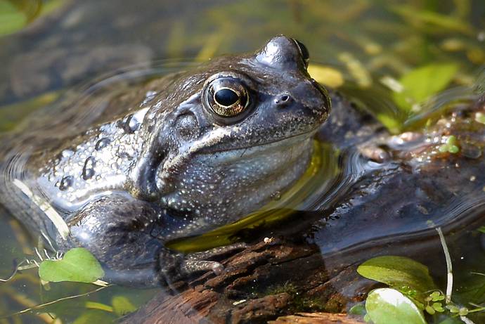 image of a frog coming out of the water