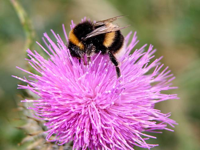 image of a bumblebee on a flower