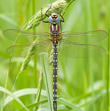 image of a hairy dragonfly