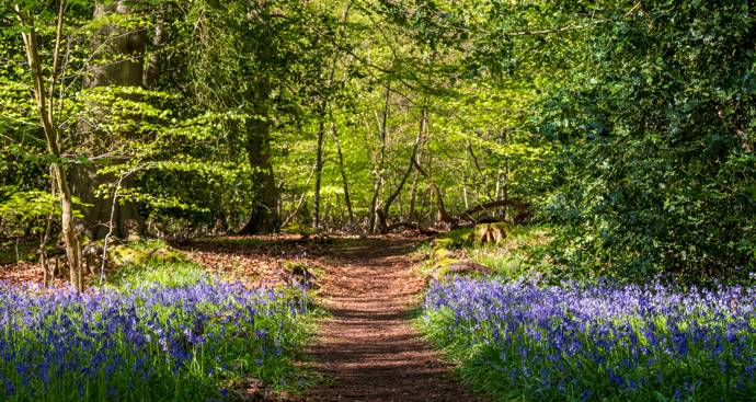 Image of a woodland path with native trees and bluebells