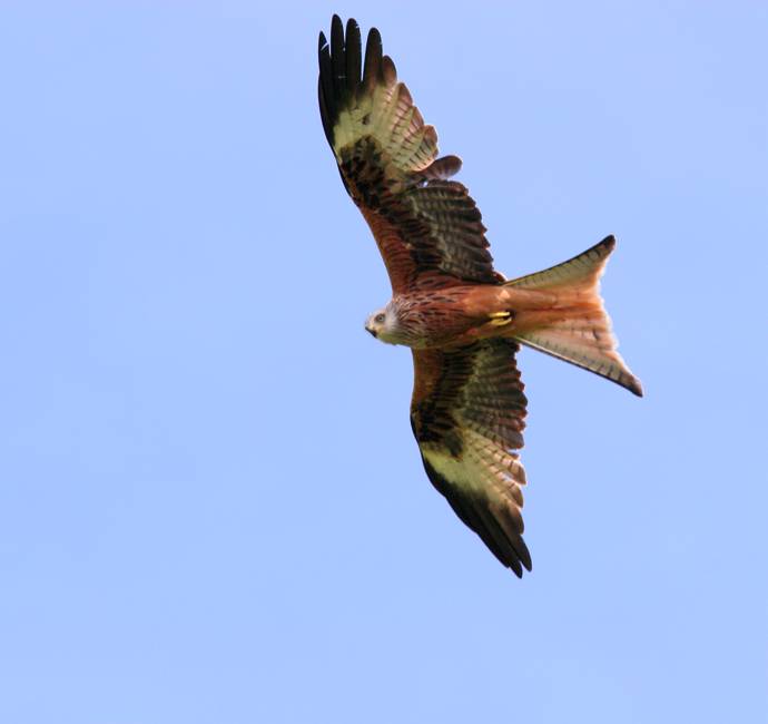 image of a red kite